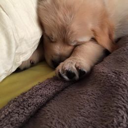 Golden Retriever Puppies from South Wind Kennel