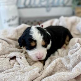 Mr. Creative - Tri-color male Bernedoodle puppy in Hegins, Pennsylvania from Bubbling Springs Doodles, LLC
