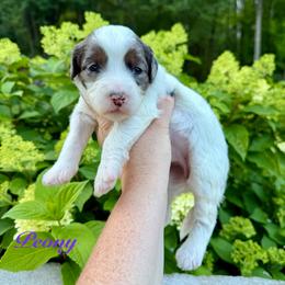 Peony - Blue merle female Bernedoodle puppy in Midland, Michigan from Northern Charm Farm