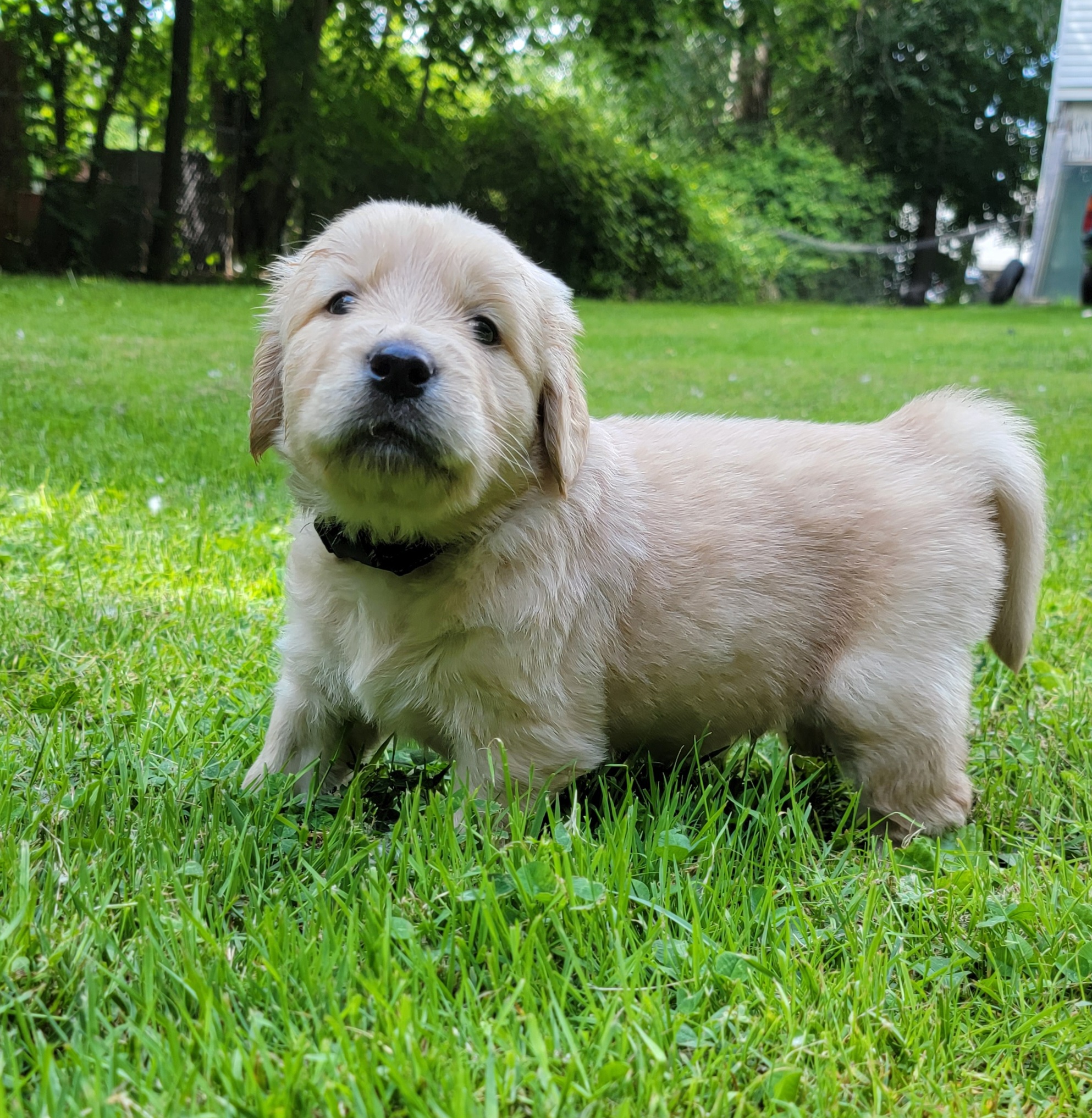 Golden Retriever Puppies from JK Goldens