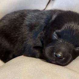 White collar - Black female Pomeranian puppy in Eden, North Carolina from Whippoorwill Pomeranians