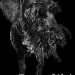 Arty - Miniature Schnauzer