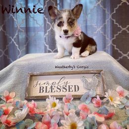 American Corgi and Pembroke Welsh Corgi Puppies from Weatherby’s Corgis