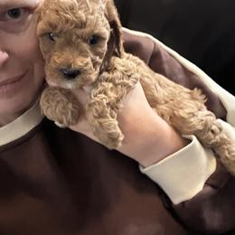 Curly Red Guy - Red male Cavapoo puppy in O'fallon, Missouri from Sister Sister Cavapoos