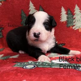 Black bi female - Black & white female Miniature Australian Shepherd puppy in Connelly Springs, North Carolina from Appalachian Aussies
