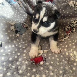 Boy - Black and white male Siberian Husky puppy in Benton, Tennessee from Heddens Husky Hideaway