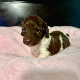 Jade - Piebald female Dachshund puppy in Aiken, South Carolina from State Eight Dachshunds