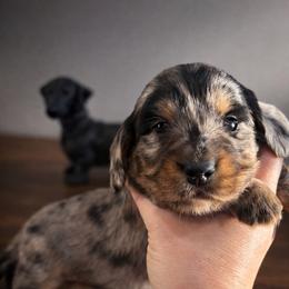 CKC MJ - Dapple male Dachshund puppy in White Cloud, Michigan from West Michigan Dachshund