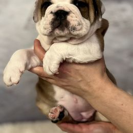 Bulldog Puppies from Sweet Rolls