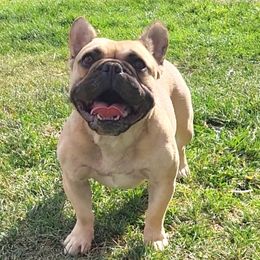 Trudy - French Bulldog