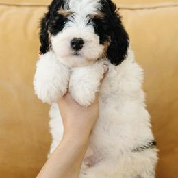 'Spanky' Orange Collar Male Medium Bernedoodle - Tri-color male Bernedoodle puppy in Kamas, Utah from A + E Farms