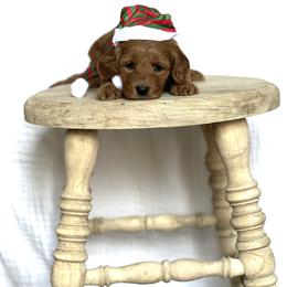 Goldendoodle Puppies from Doodles and Cavaliers