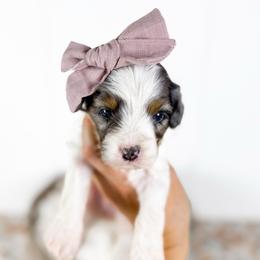 Dove - lavender collar girl - Tri-color female Cavapoo puppy in Melbourne, Florida from Space Coast Doodle Co.