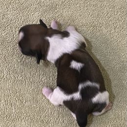 Shih Tzu Puppies from Willow Lane Shih Tzus