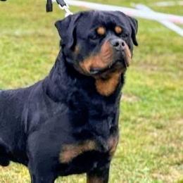 Rottweilers from One Time Breeding