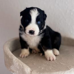 Shadow AKC - Black tri-color male Australian Shepherd puppy in Polk City, Florida from Skaky Shepherds