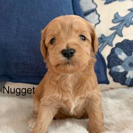 Nugget - Apricot female Australian Labradoodle puppy in Londonderry, New Hampshire from Granite State Labradoodles