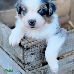 Australian Shepherd and Great Pyrenees Puppies from Naches Heights Ranch