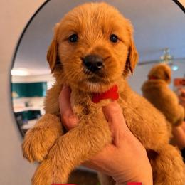 Red Boy - Dark golden male Golden Retriever puppy in Covington, Louisiana from MyKy Puppies