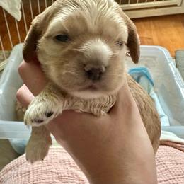AKC Rosemary - not available - Buff female Cocker Spaniel puppy in Cincinnati, Ohio from Abundance of Joy LLC Cocker Spaniels