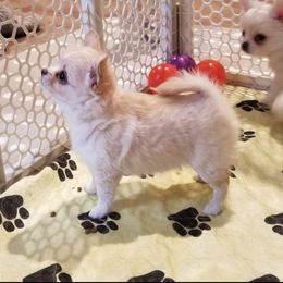 Chihuahua Puppies from Lucky Star Chihuahuas