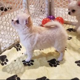 Chihuahua Puppies from Lucky Star Chihuahuas