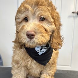 Onyx - Red Labradoodle puppy in Chelan, Washington from North Cascades Doodles