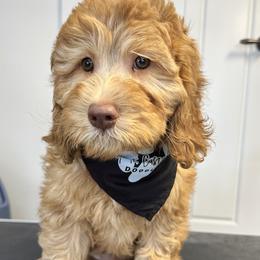 Onyx - Red Labradoodle puppy in Chelan, Washington from North Cascades Doodles