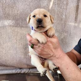 Purple collar female - Yellow female Labrador Retriever puppy in Hebron, Kentucky from Top Notches Labrador Retrievers