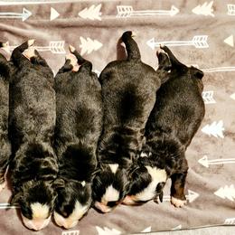 Bernese Mountain Dog Puppies from Allison Thornton