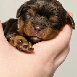 Cavalier King Charles Spaniel and Dachshund Puppies from Cavalier Companions CO.