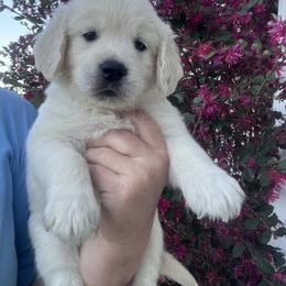 Light blue - Light golden male Golden Retriever puppy in Jesup, Georgia from Painted Platinum Retrievers (Painted Platinum Kennel) PPK