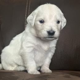 Red collar boy - Light golden male Golden Retriever puppy in Waterford, Pennsylvania from Living on Faiths Golden Retrievers