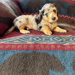 Chinook - Dapple male Dachshund puppy in Wichita, Kansas from Rustic Dachshunds