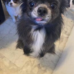 Elvis - Chihuahua