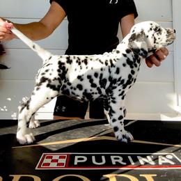 Female 1 - White and black female Dalmatian puppy in Fayette, Missouri from Lazy B Bassets and Dalmatians