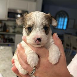 Parti Male - Parti male Yorkipoo puppy in Topeka, Kansas from Bayless Yorkiepoos