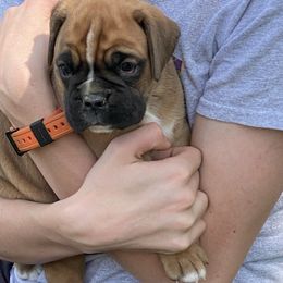 Denali - Fawn male Boxer puppy in Custer, South Dakota from Tracy's Boxers