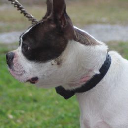 Luna - Boston Terrier