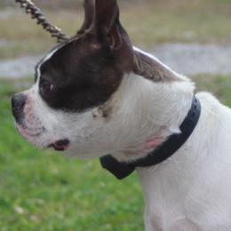 Luna - Boston Terrier