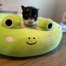 Baby Lux - Parti male Yorkshire Terrier puppy in Yukon, Oklahoma from Tiffs Yorkie babies