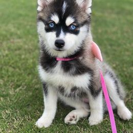 Pomsky Puppies from Arizonas Pomsky Squad