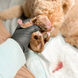 Goldendoodle Puppies from Summer Sun Doodles