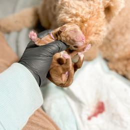 Goldendoodle Puppies from Summer Sun Doodles