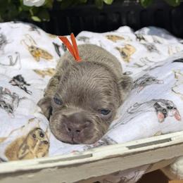 French Bulldogs from Sassy Belle's Frenchies