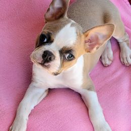 Cruz - Boston Terrier