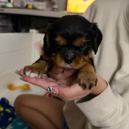 Princess Fiona - Black and tan female Cavalier King Charles Spaniel puppy in Corpus Christi, Texas from Kings Cross Cavaliers