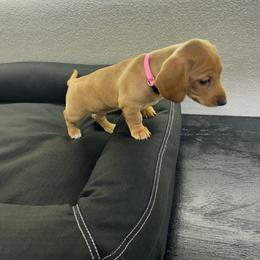 Pink - Red female Dachshund puppy in Corona, California from Long Dog Dachshund Pups