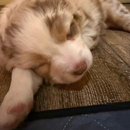Chai - Red merle female Australian Shepherd puppy in Holly, Michigan from Groveland's Haus of Aus