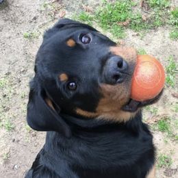 Rottweilers from Barbara De Groodt